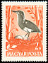 Squacco Heron Ardeola ralloides  1959 Water birds 