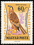 Western Marsh Harrier Circus aeruginosus  1962 Birds of prey 