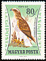 Booted Eagle Hieraaetus pennatus  1962 Birds of prey 