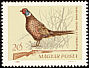 Common Pheasant Phasianus colchicus