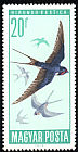 Barn Swallow Hirundo rustica  1966 Protection of birds 