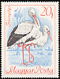 White Stork Ciconia ciconia  1968 Protected birds 