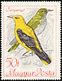 Eurasian Golden Oriole Oriolus oriolus  1968 Protected birds 