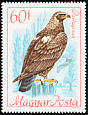 Eastern Imperial Eagle Aquila heliaca