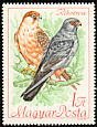 Red-footed Falcon Falco vespertinus