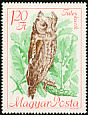 Eurasian Scops Owl Otus scops  1968 Protected birds 