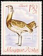 Great Bustard Otis tarda  1968 Protected birds 