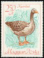 Greylag Goose Anser anser  1968 Protected birds 