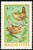 Eurasian Wren Troglodytes troglodytes