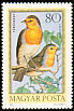 European Robin Erithacus rubecula  1973 Hungarian birds 