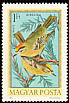 Common Firecrest Regulus ignicapilla  1973 Hungarian birds 