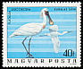 Eurasian Spoonbill Platalea leucorodia