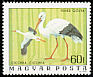White Stork Ciconia ciconia  1977 Birds of Hortobagy national park 