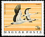 Common Crane Grus grus