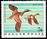 Garganey Spatula querquedula  1977 Birds of Hortobagy national park 