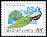 Indian Peafowl Pavo cristatus  1977 Peafowl and pheasants 