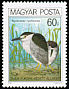 Black-crowned Night Heron Nycticorax nycticorax