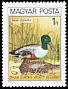 Northern Shoveler Spatula clypeata  1980 Protected birds 