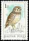Little Owl Athene noctua  1984 Owls 