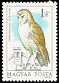 Western Barn Owl Tyto alba