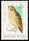Long-eared Owl Asio otus  1984 Owls 