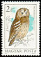 Tawny Owl Strix aluco  1984 Owls 