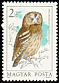 Tawny Owl Strix aluco