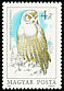 Snowy Owl Bubo scandiacus  1984 Owls 
