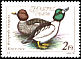 Common Goldeneye Bucephala clangula  1988 Wild ducks 