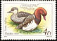 Red-crested Pochard Netta rufina