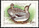 Gadwall Mareca strepera  1988 Wild ducks 