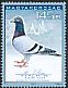 Rock Dove Columba livia  2015 Racing pigeon olympiad 2v set