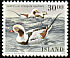 Long-tailed Duck Clangula hyemalis  1988 Birds 