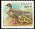 Pink-footed Goose Anser brachyrhynchus  1990 Birds 