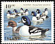 Barrow's Goldeneye Bucephala islandica  1996 Birds 