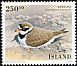 Common Ringed Plover Charadrius hiaticula  2001 Birds 