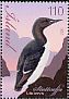 Thick-billed Murre Uria lomvia