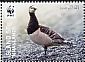 Barnacle Goose Branta leucopsis