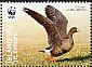 Greater White-fronted Goose Anser albifrons
