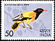 Black-hooded Oriole Oriolus xanthornus  1975 Indian birds 