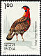 Western Tragopan Tragopan melanocephalus  1975 Indian birds 