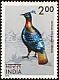 Himalayan Monal Lophophorus impejanus  1975 Indian birds 