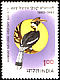 Great Hornbill Buceros bicornis