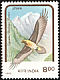 Bearded Vulture Gypaetus barbatus  1992 Birds of prey 
