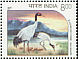 Black-necked Crane Grus nigricollis