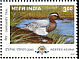 Garganey Spatula querquedula  2000 Migratory birds 