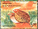 Manipur Bush Quail Perdicula manipurensis  2006 Endangered birds of India 