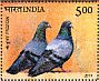 Rock Dove Columba livia  2010 Common birds Sheet