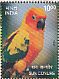 Sun Parakeet Aratinga solstitialis  2016 Exotic birds Sheet