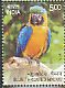 Blue-and-yellow Macaw Ara ararauna  2016 Exotic birds 
